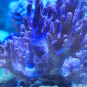 Meet your Posher, Maximilian